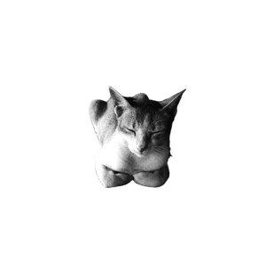 Stock Photo Of Black And White, Cat, Sleeping Cat 15023 - Cat PNG image with transparent background